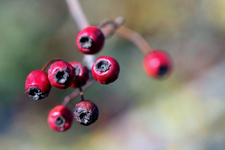 Understanding the Benefits of Plant-Based Diets for Heart Health