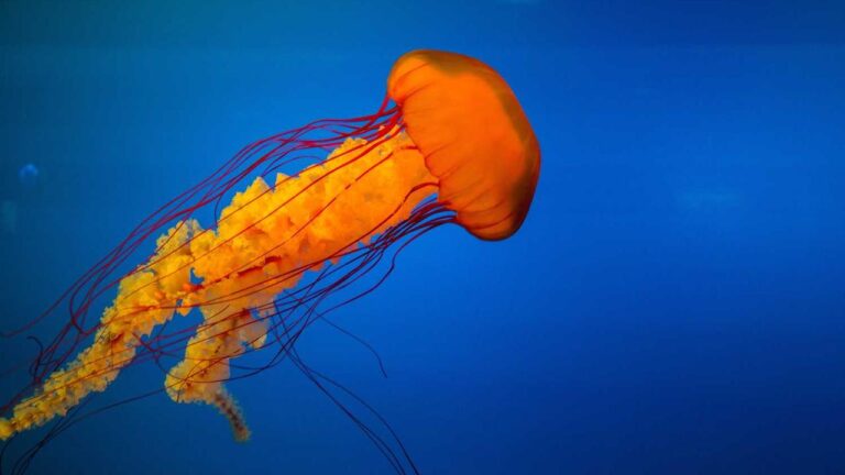 What Is Cricbet99 Club Win Official Website?